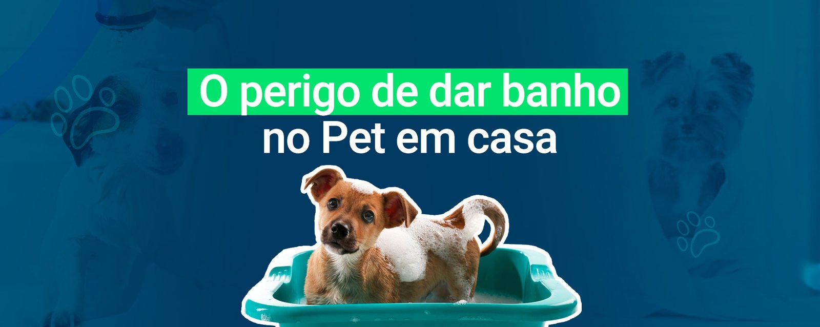 Banho em pet shops é cômodo, mas também envolve riscos - Uai Saúde